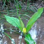 Skunk Cabbage