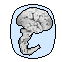 belgianbrain