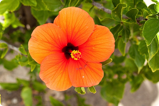 HawaiiBlog005
