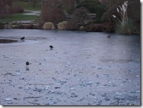 birds on lake picking bread off ice