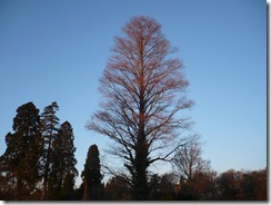 tree catches last of sunlight at top