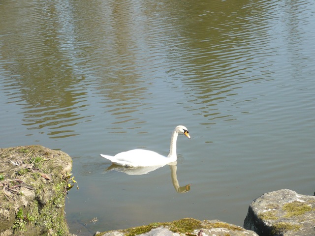 [a solitary swan[4].jpg]