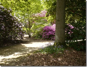 bluebells and others along the path