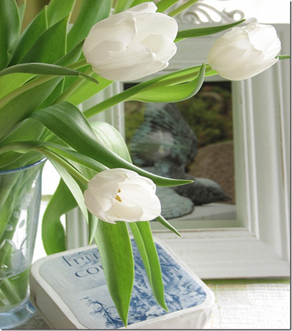 white tulips