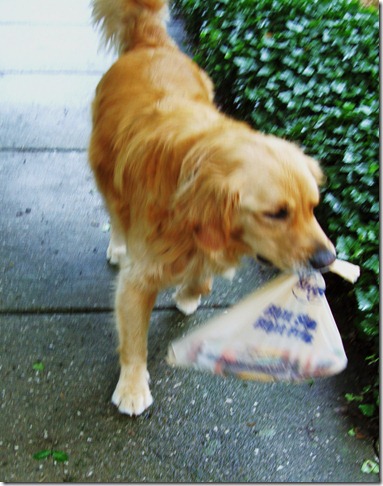 Albert carrying groceries