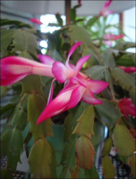 christmas cactus 014