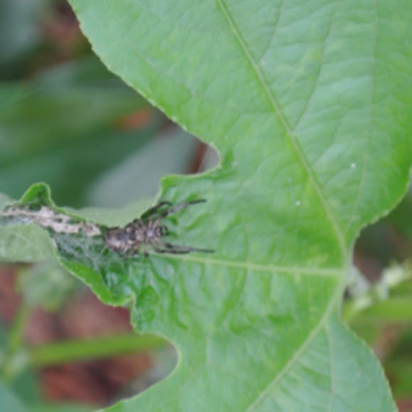 Spotting Image 1