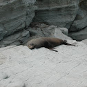 New Zealand Fur Seal