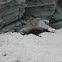 New Zealand Fur Seal