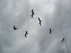 birds flying over the ship