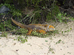 first landing on Santa Cruz and we immediately saw a land iguana VERY CLOSE to the water (they said this was very unusual)