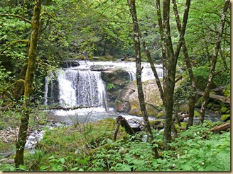 Forest Waterfall