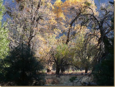 Yosemite Trees
