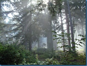 Morning fog Morning fog