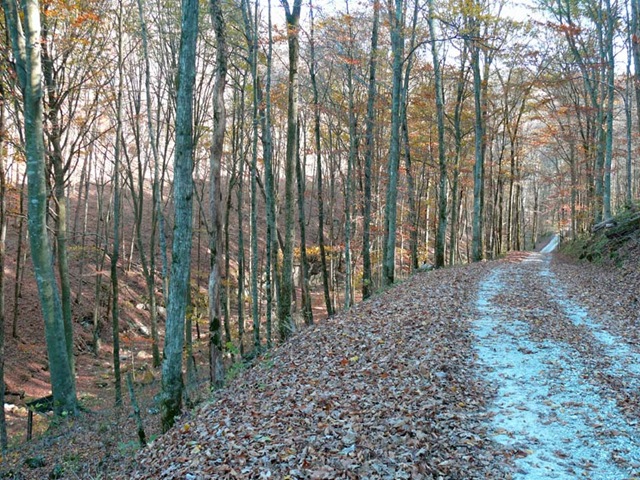 [Mammoth Cave Back Road[4].jpg]