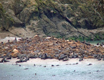 Shell Island Sea Lions