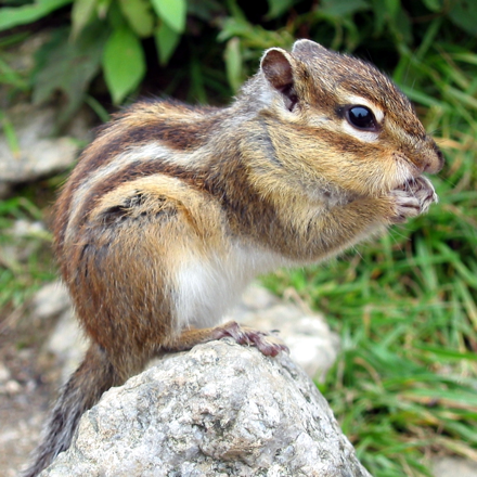 4 by 4 chipmunk puzzle