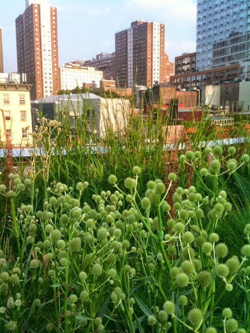 Highline