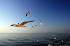 Seagulls