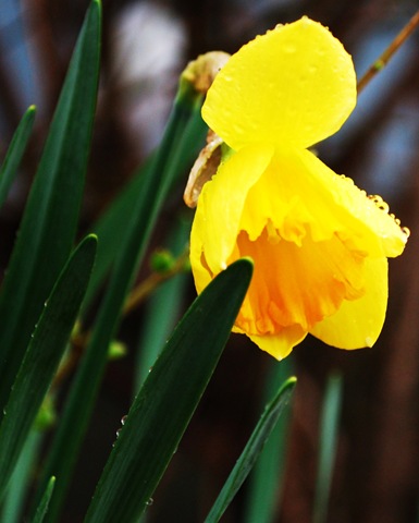 [flower3.jpg]
