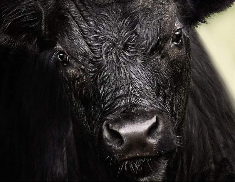 bull, Diane, Diane Varner, DianeVarnerDC1909.jpg, Varner