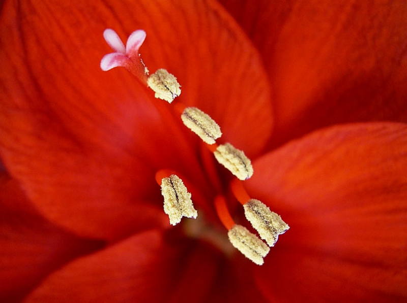 DNL, Focus, Focus Gallery DNL Inge Van Oeffelen, FocusGalleryDNLIngeVanOeffelen326093.jpg, Gallery, Inge, macro, macros, Oeffelen, petal, petals, pistil, red, stamen, stamens, Van, yellow