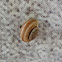 Rainbow Drop Snail