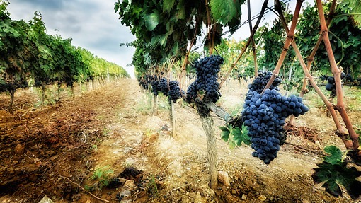 montalcino_winogrona_j
