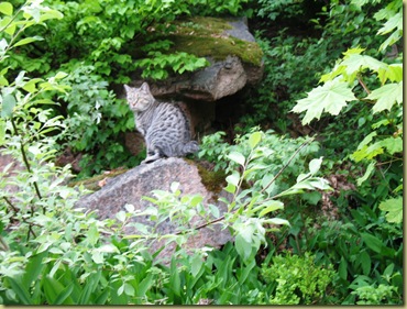 Felicia in the Nature