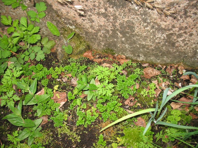 [Persille - Parsley - Petrosilenium crispum   og Hvitløk - garlic - Allium sativum[3].jpg]