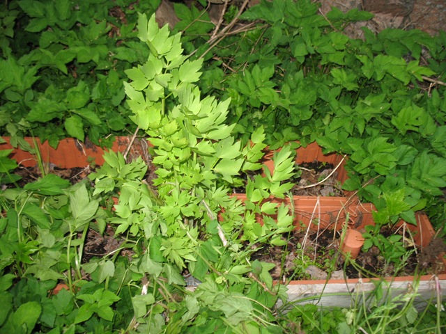 [Løpestikke - Lovage - Levisticum officinalis[3].jpg]