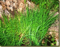 Gressløk - Chives - Allium schoenoprasum