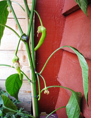 [Chili green[8].jpg]