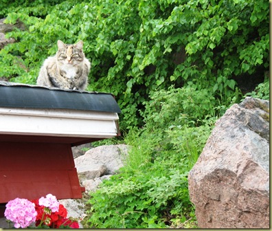 Rosa on the Roof