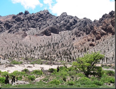 1701 - el Toro valley - cactuses 1701 - el Toro valley - cactuses