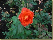 OBG4 - Rose i  Vigelandsparken