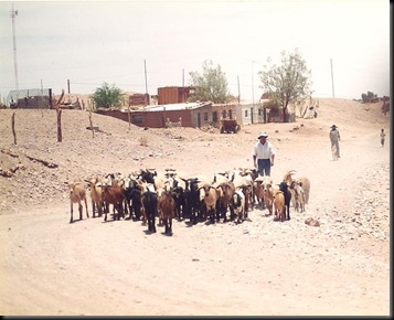 Toconao street view with goats Toconao street view with goats