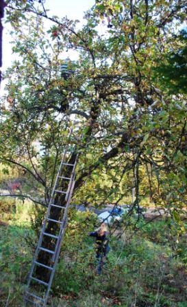 [2010-10-16 - Summerhouse - Apple Tree 3[7].jpg]