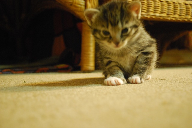 [Kitten 3 weeks[3].jpg]