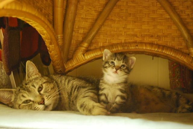 [Kitten - Mother and Daughter[3].jpg]