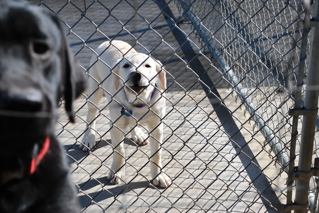 [Lago Vista dec 9 2010 - Buddy in Kennel[3].jpg]