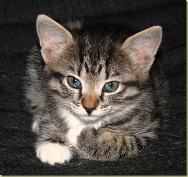 2010-12-23 - The Kitten 5 weeks old