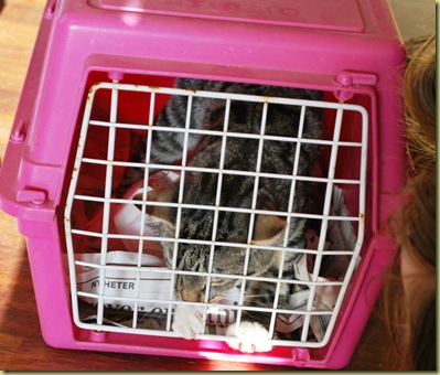 Lillis last Photo in cage