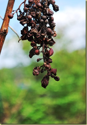 2011-05-14 Grapes from last Year