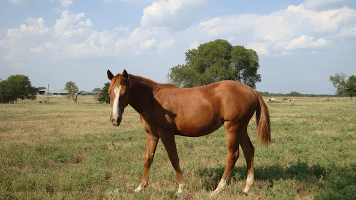 1997 palomino filly pop up pictures