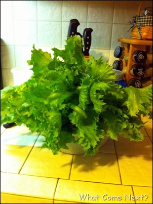 lettuce