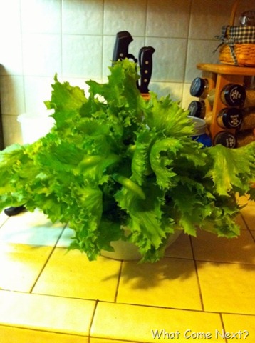 [lettuce[7].jpg]