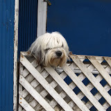 This dog is STANDING up, he could also move along the fence while still standing... very talented