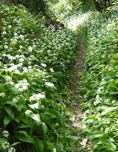 Wild Garlic