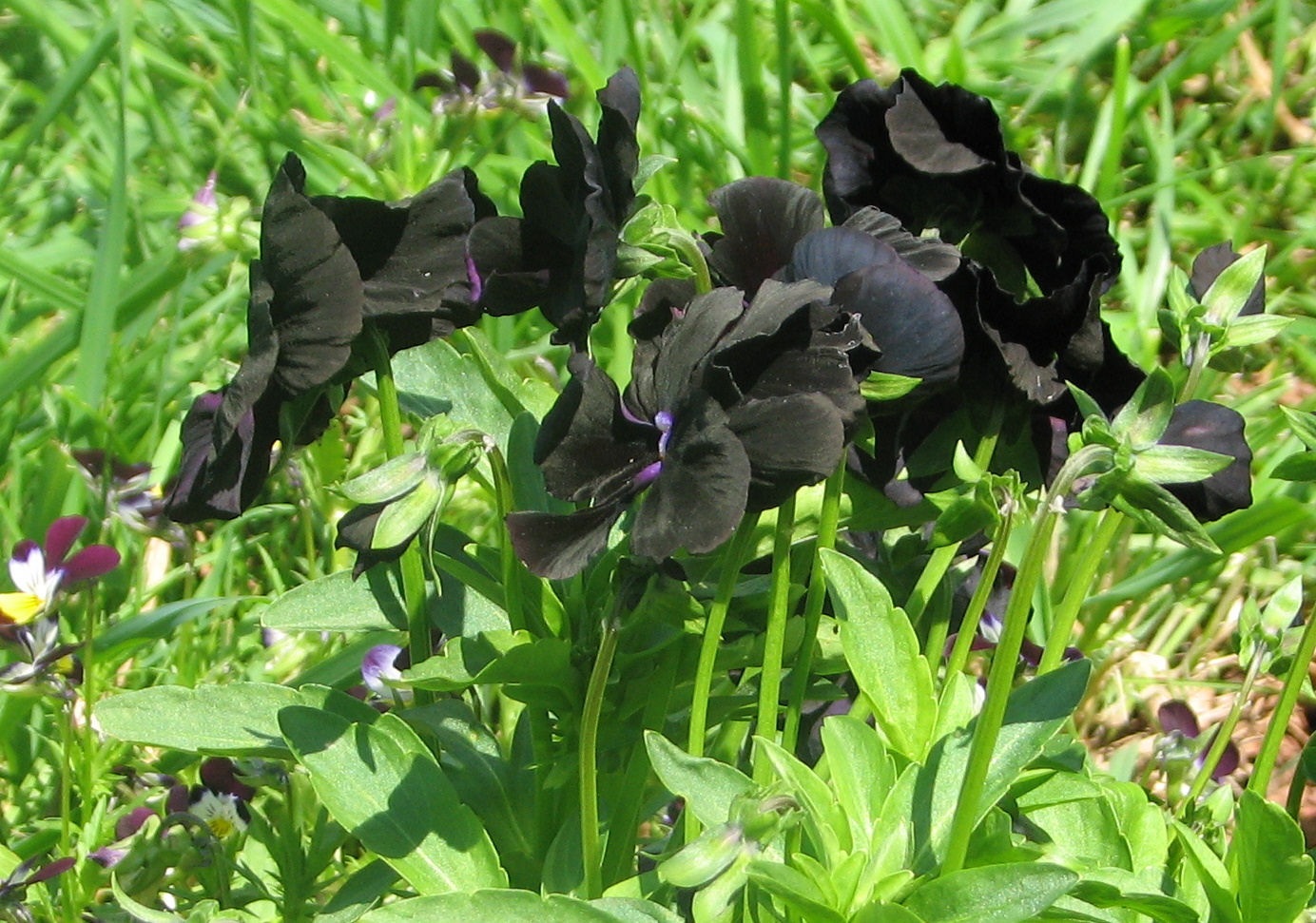 [Winter Pansies[7].jpg]